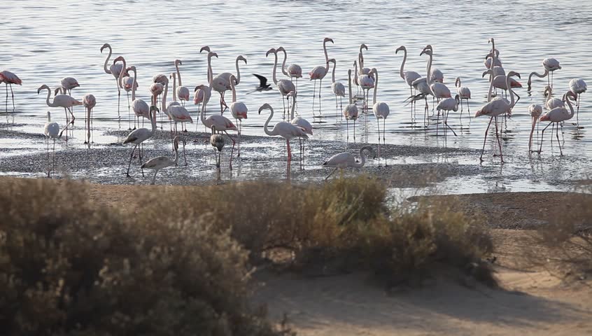 Colonia de flamencos en la Reserva de Humedales Al Wathba, Abu Dhabi, Emiratos Árabes Unidos.