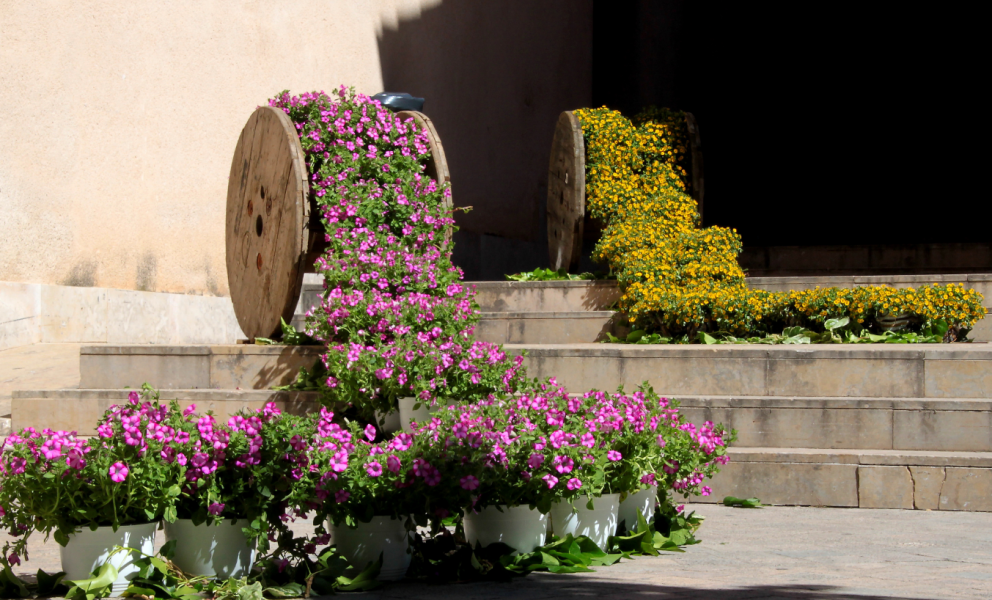 Santpedor en flor .