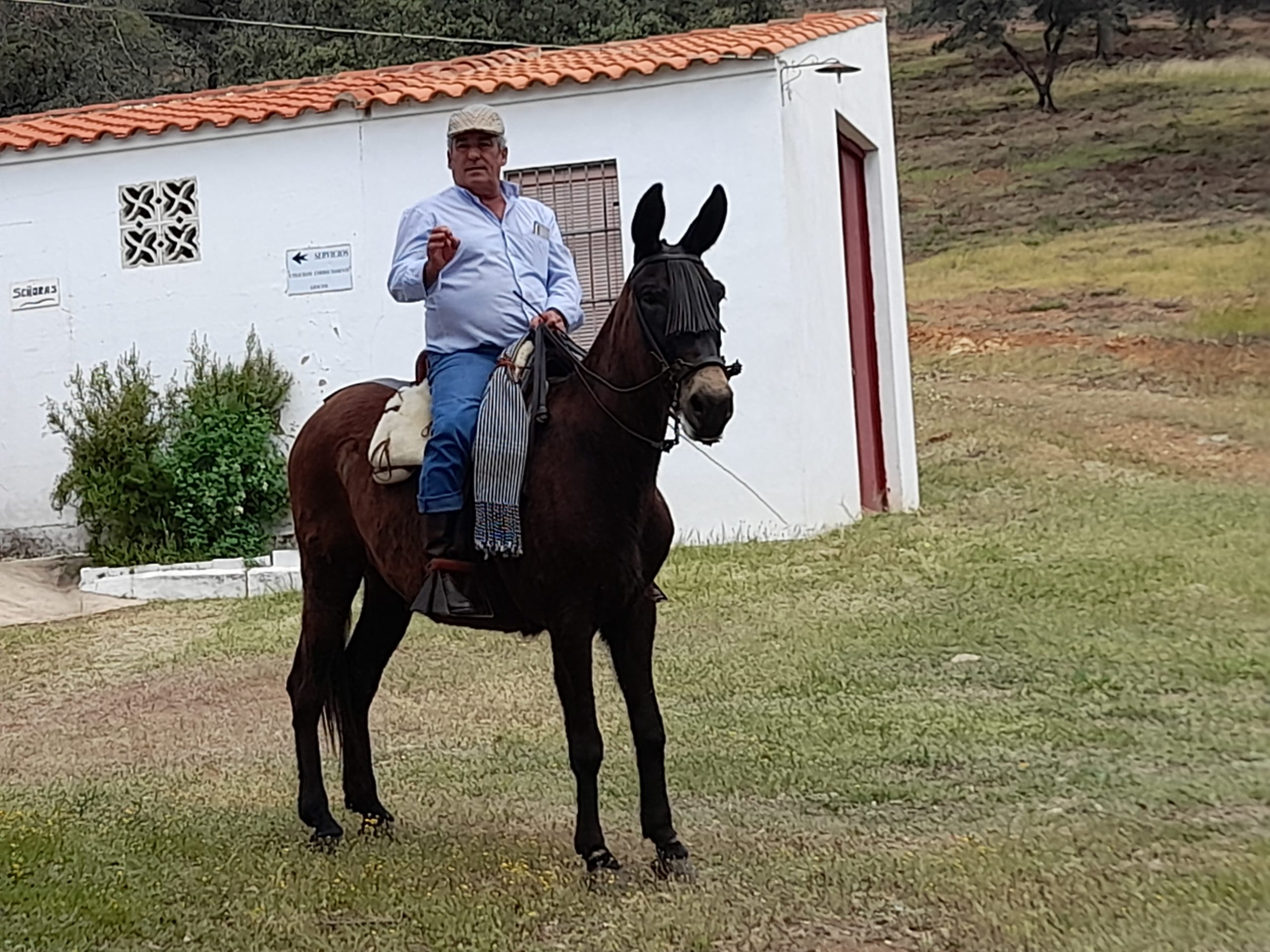 Romero con su mulo enjaezado a la vaquera observando el paso de los caballos.