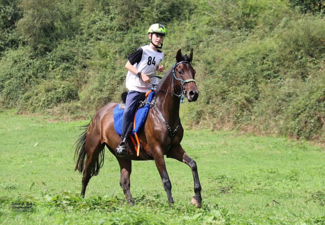  Martin su caballo Mejor Condición de aecca.