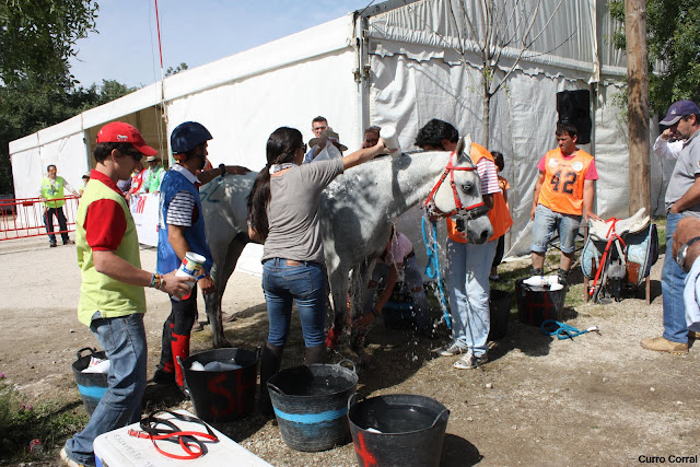 Equipo recuperando a Al-Garbe en el Ctº de España 2011 (foto de Curro Corral).