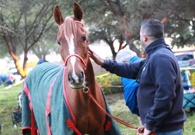 Fotos del XXXIII Raid Hípico Las Cañadas en Puerto Real (Cádiz).