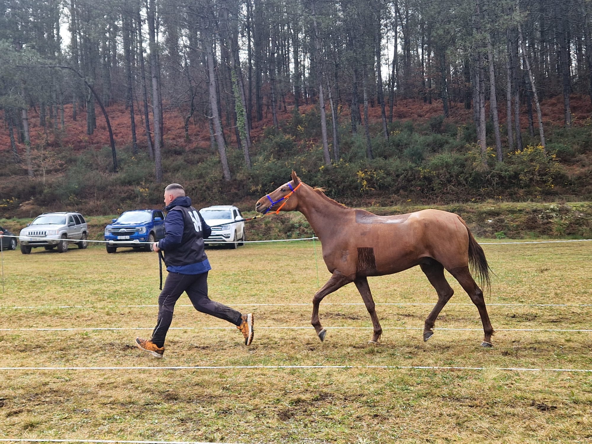 Caballo con Mejor Condición AECCA " SW  Lancha" montado por Sofia Dieguez González. (foto de Roberto Solavilla).