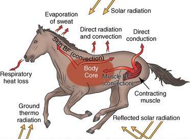 Caballos, Calor y Humedad: Síntomas Clave y cómo Prevenir Problemas Graves.