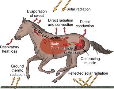 Caballos, Calor y Humedad: Síntomas Clave y cómo Prevenir Problemas Graves.