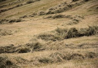 Importancia de la Recolección del Heno de Pradera.