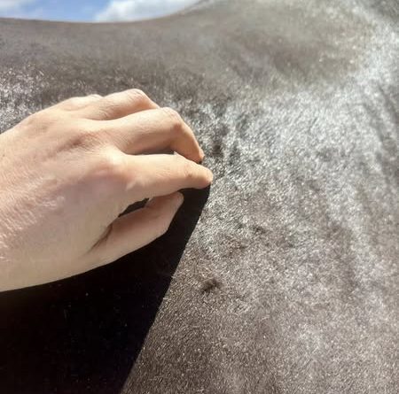 Cambio de Pelaje en el Caballo. ¿Realmente Sabes Todo los que Deberías?.