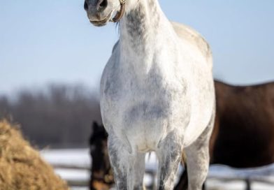 El Mejor «Calentador» de tu Caballo en Invierno. No es es una Manta, es el Heno.