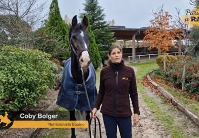 Nutrición del Caballo en Navidad.