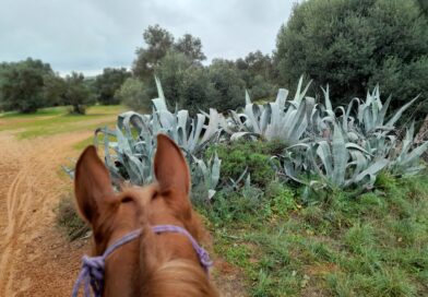¿Un Tambor por el Campo?.