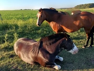 Caso de la Yegua Picaza.