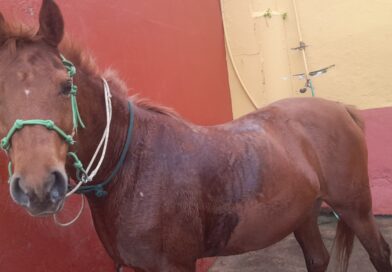 La Navaja del Caballista como Limpia-Cascos.