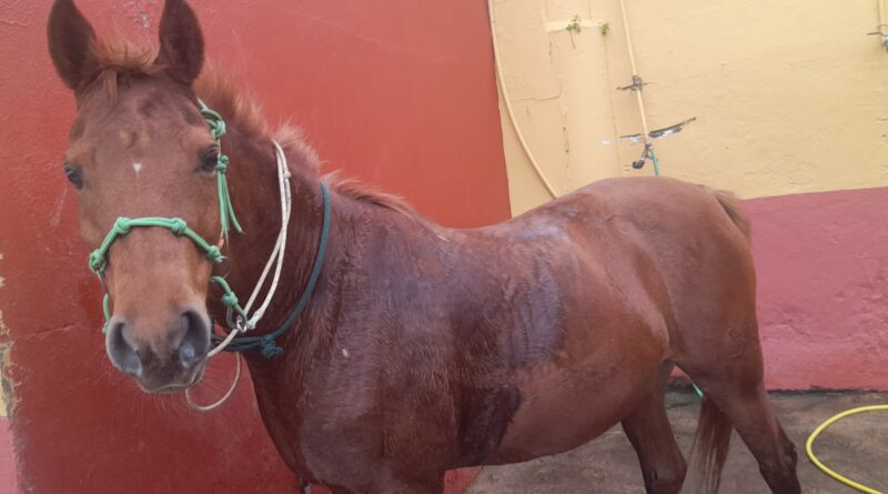 La Navaja del Caballista como Limpia-Cascos.