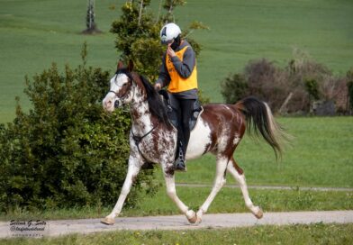 Información del VII Raid Hípico Equus Boria en Val de San Vicente (Cantabria)