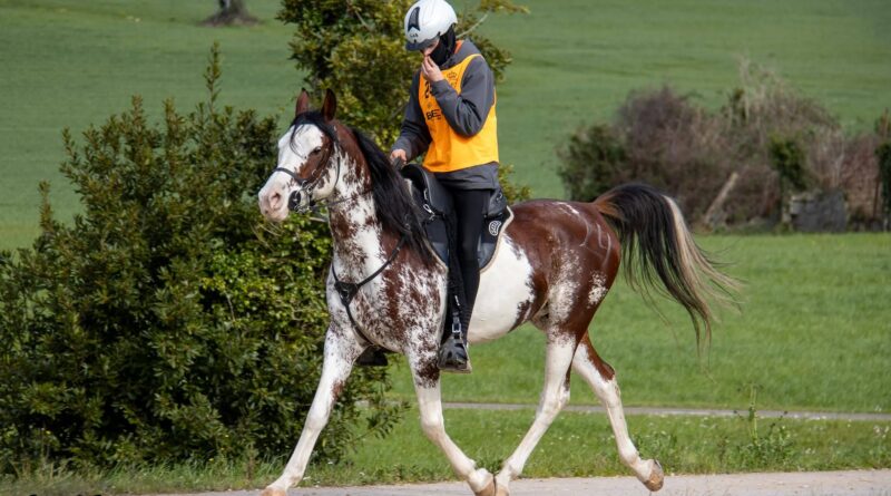 Información del VII Raid Hípico Equus Boria en Val de San Vicente (Cantabria)
