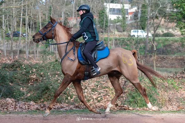 WINDSOR DEL GARET Premio Especial a la Mejor Condición 1*