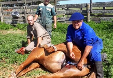 Gacetilla de Jorge Epinelli, Veterinario.