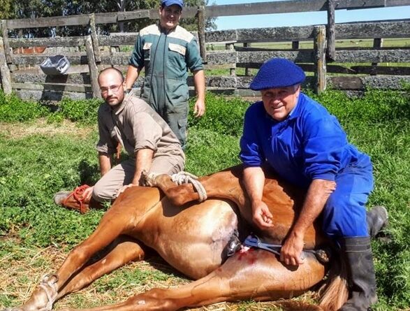 Gacetilla de Jorge Epinelli, Veterinario.