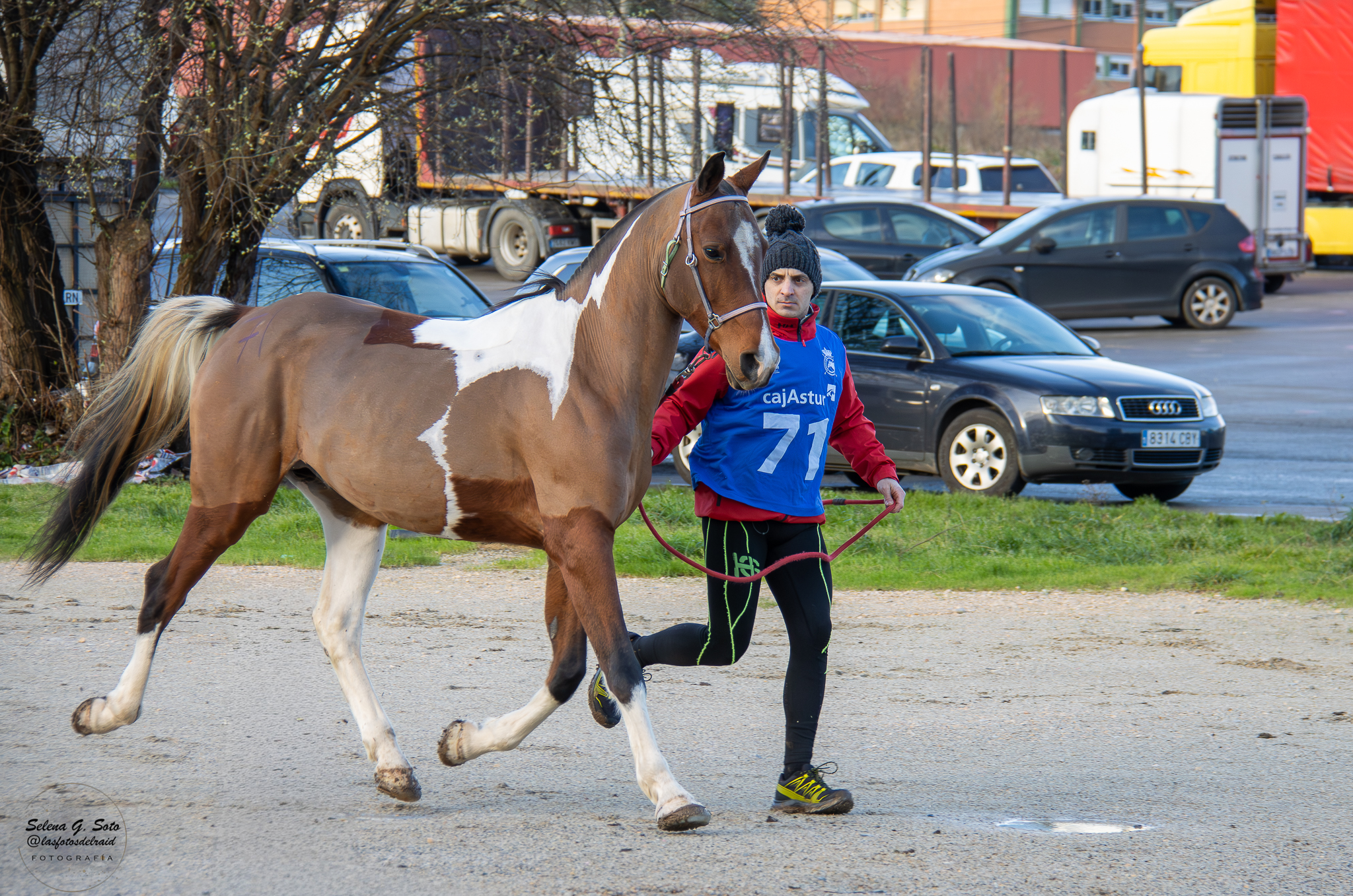 UBIÑA THE REASON, SEMENTAL PÍO 2º EN CABALLOS JOVENES. (Foto de Selena G. Soto.)