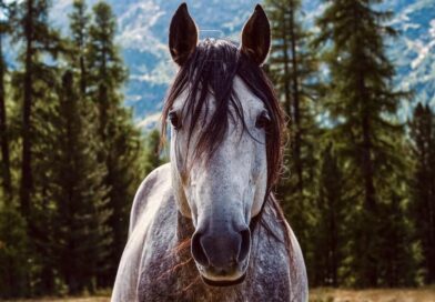 ¿Por qué la Salud Intestinal es la Base del Sistema Inmunológico de tu Caballo?.