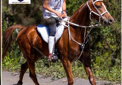 VII Raid Hípico de Chanajiga en los Realejos, (Tenerife).