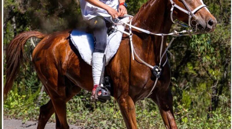 VII Raid Hípico de Chanajiga en los Realejos, (Tenerife).