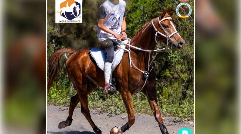 Inscritos en el VII Raid Hípico de Chanajiga en los Realejos, (Tenerife).