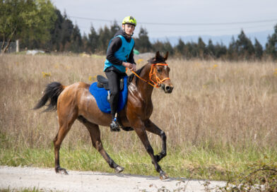 Resultados de AECCA del V Raid Hípico  Siglo Endurance en Castro de Rei (Lugo).