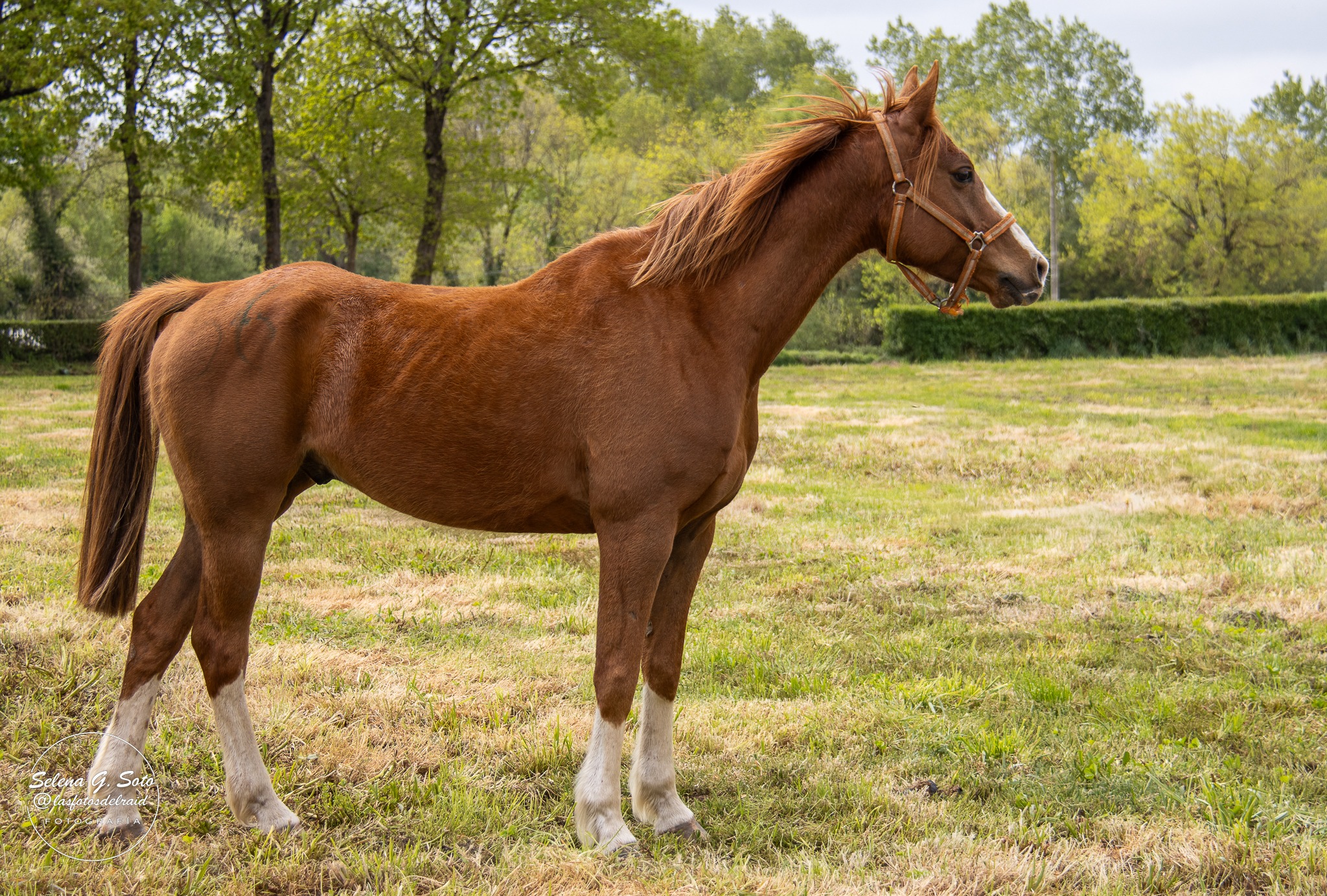 "𝐒𝐖 𝐍𝐈𝐅𝐓𝐈𝐃𝐑𝐄". Montado por Luis Jose Marcelino Santos.