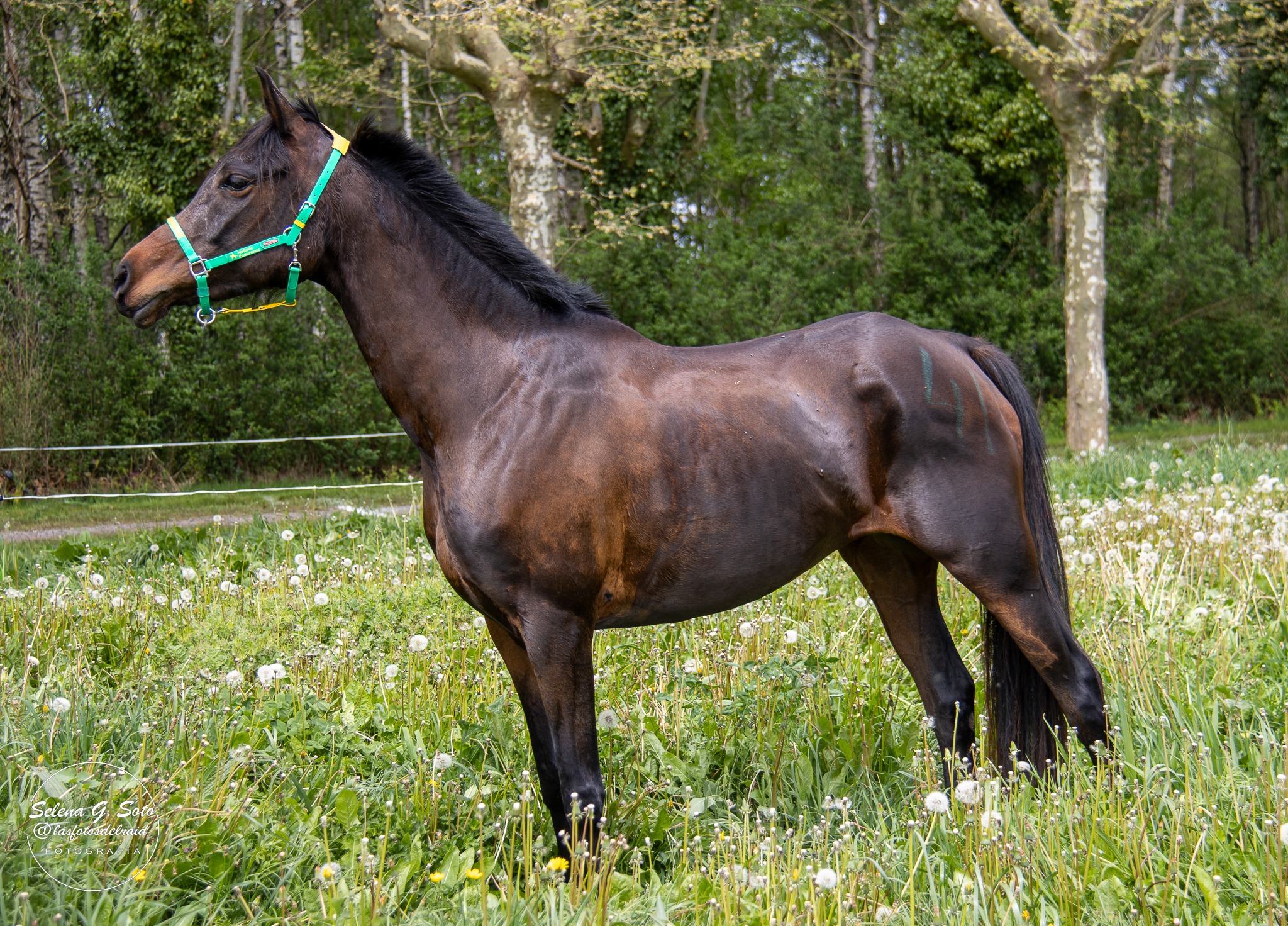 "𝐅𝐀𝐎𝐔𝐃𝐈𝐎𝐋𝐀 𝐃𝐄 𝐌𝐎𝐋𝐋𝐄𝐃𝐀, Montada por Alicia Miguez Martinez.Criada y propiedad de YEGUADA JMP