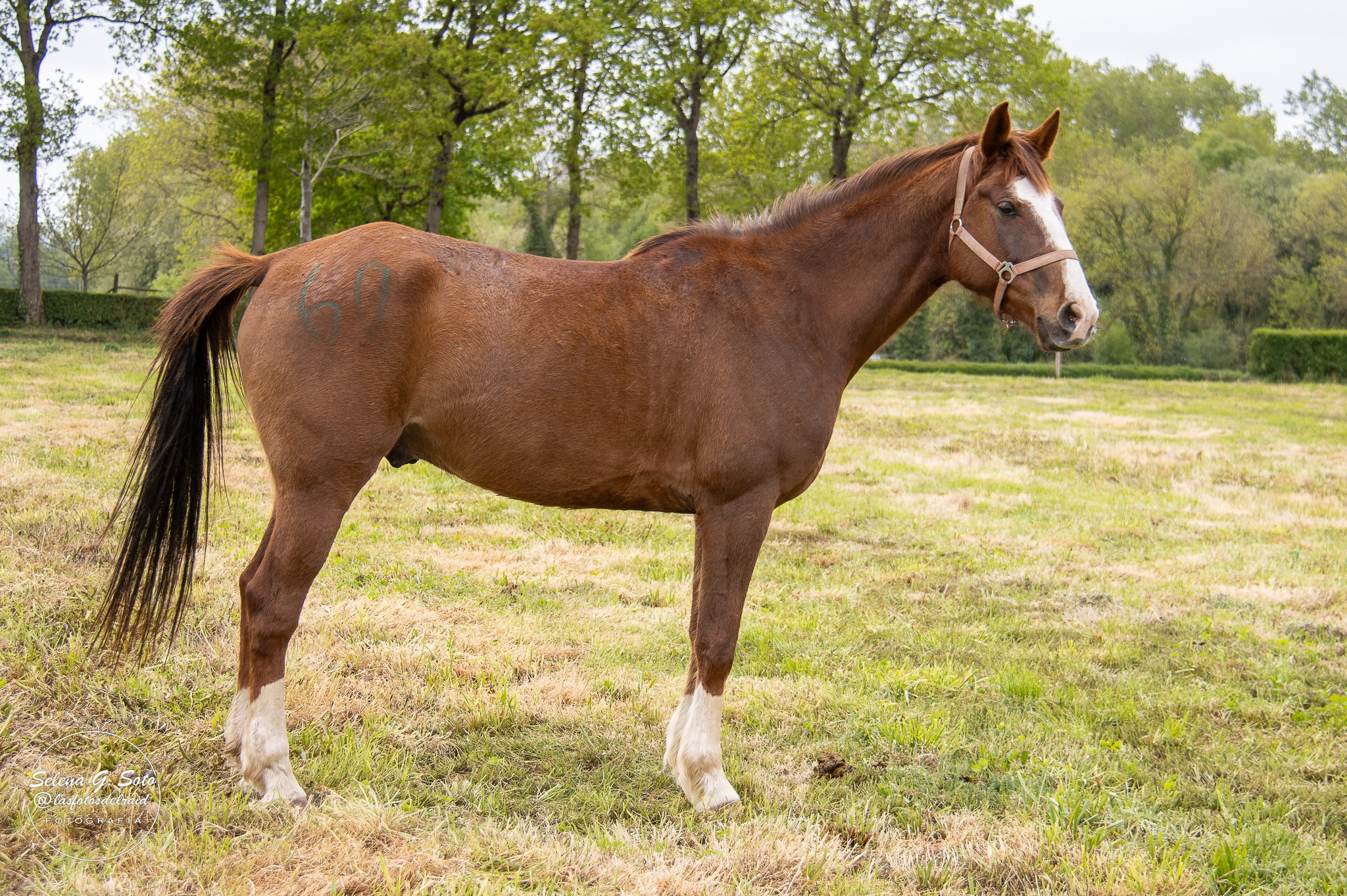 "𝐒𝐖 𝐌𝐈𝐃𝐑𝐈𝐅𝐎" Montado por Ines Benitez Tennant.