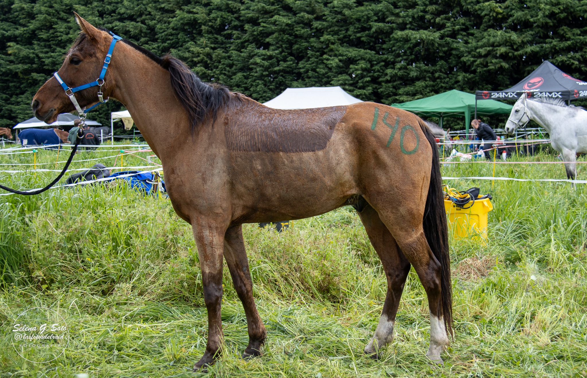 1.º puesto 1*: 𝐒𝐈𝐆𝐋𝐎 𝐒𝐈𝐑𝐎 (GHAZZAN & SIGLO ASIRA [línea Española] por EL FARU)
PRÁ Montado por Silas Barreira Garcia
Criado y propiedad de SIGLO ENDURANCE TEAM
🏆𝐏𝐫𝐞𝐦𝐢𝐨 𝐄𝐬𝐩𝐞𝐜𝐢𝐚𝐥 𝐌𝐞𝐣𝐨𝐫 𝐂𝐨𝐧𝐝𝐢𝐜𝐢𝐨́𝐧 1*