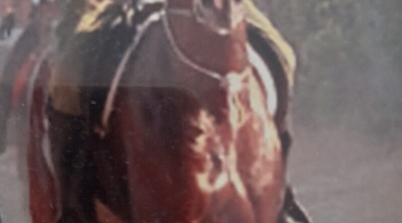 Estudio sobre la Sal y los Electrolitos en los Caballos.