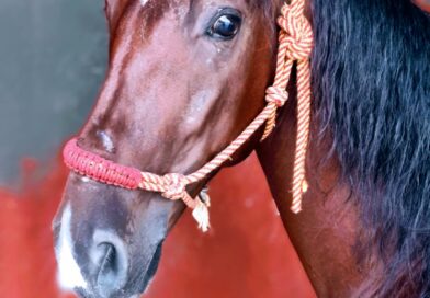 Ha Muerto «Capataz» el Caballo de mi Ahijado Daniel Bonilla.