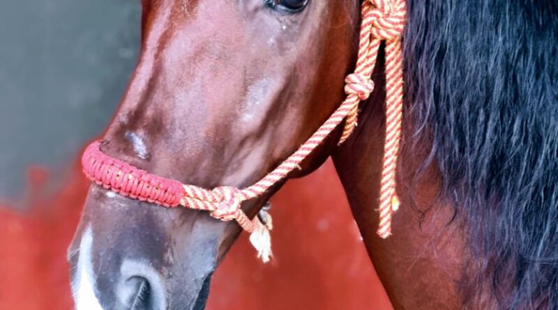Ha Muerto «Capataz» el Caballo de mi Ahijado Daniel Bonilla.