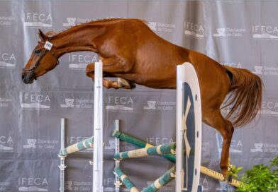Anglo-Árabes en la Feria del Caballo en Jerez de la Frontera 2026.