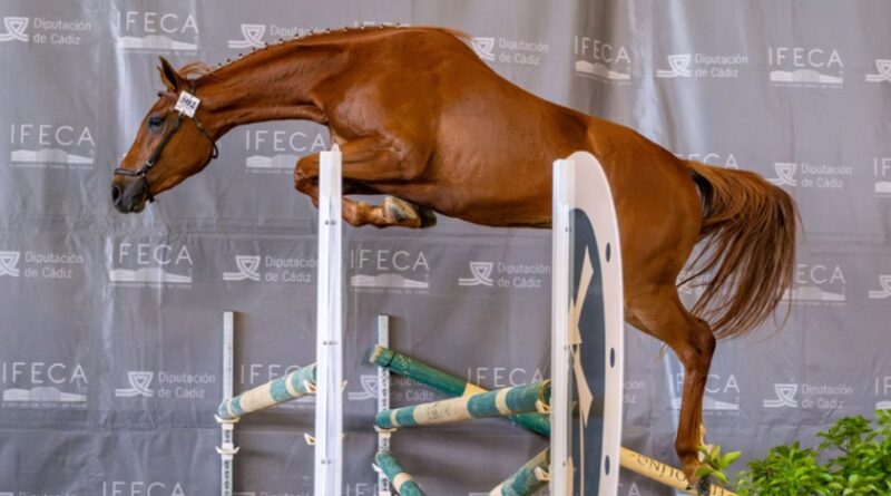 Anglo-Árabes en la Feria del Caballo en Jerez de la Frontera 2026.