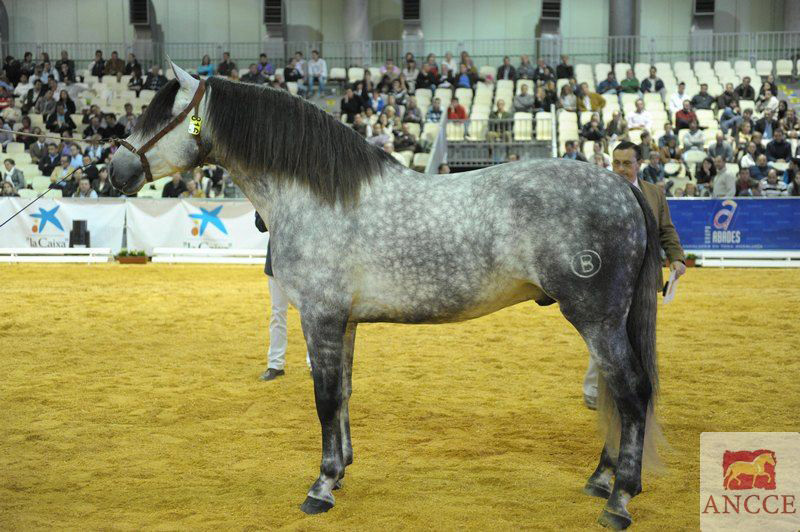 Mentol, Campeón del Mundo en el Sicab 2010.