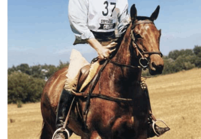 La Cría del Caballo Anglo-Árabe de Raid en España.